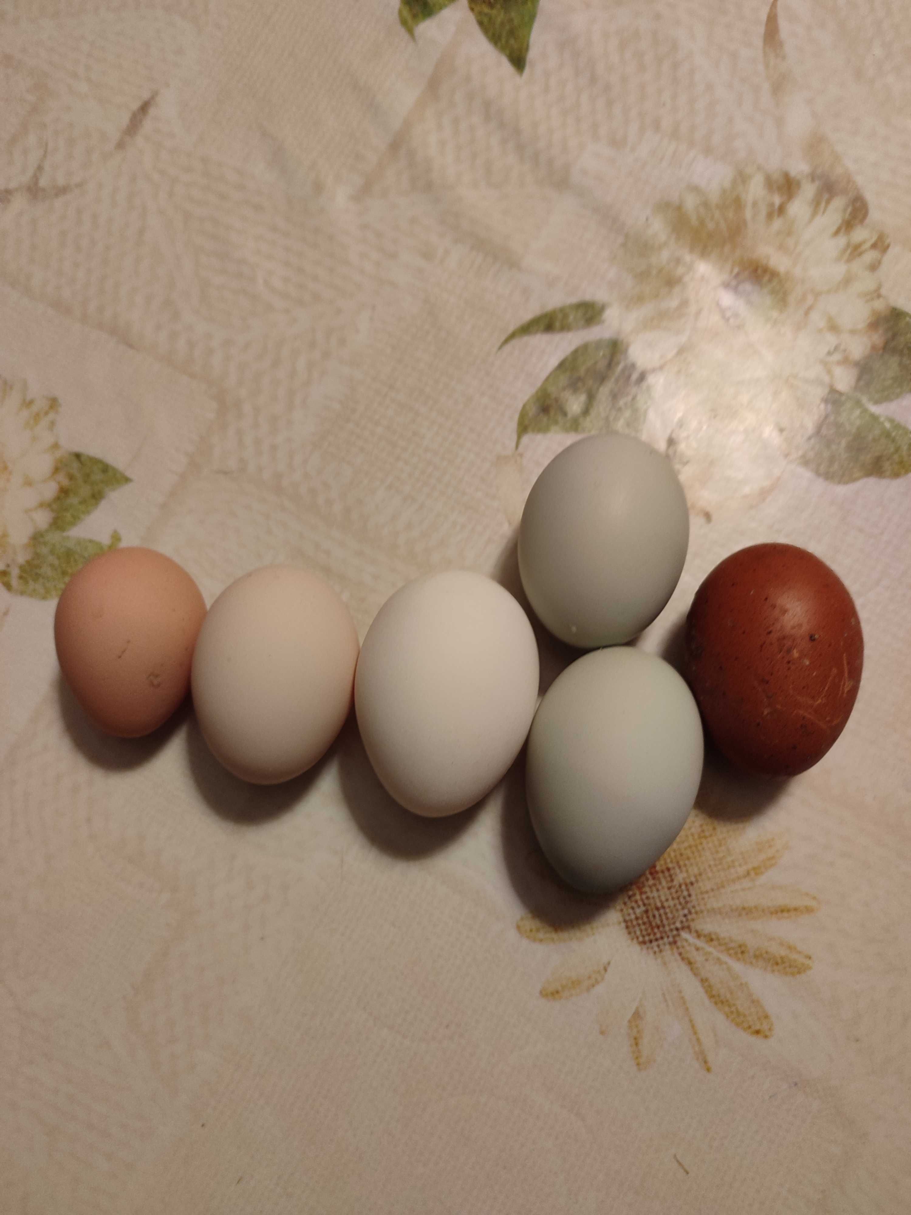 Jajka ekologiczne, jaja białe, ekri, zielone, brązowe