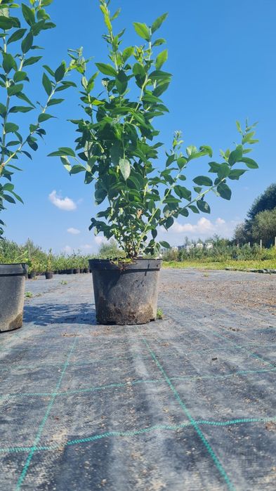 Borówka Amerykańska duże owocujące sadzonki 4 letnie 4 litry