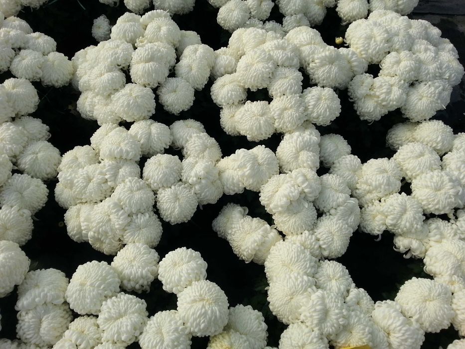 Chryzantemy Wielkokwiatowe