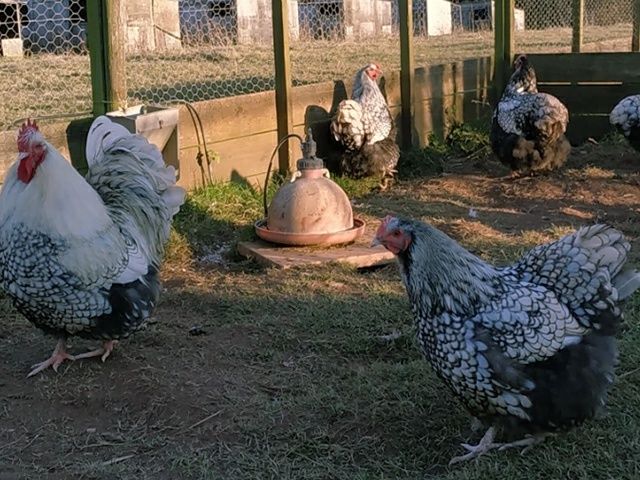 Інкубаційне яйце кур, курчата, Орпінгтон палевий, срібло, золото.