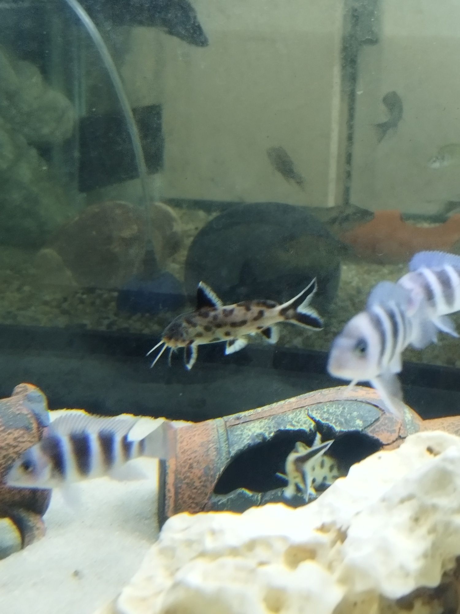 Synodontis multipunctatus tanganika gietkoząb