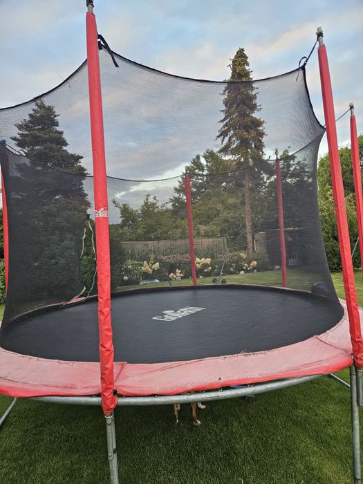 Trampolina goliath