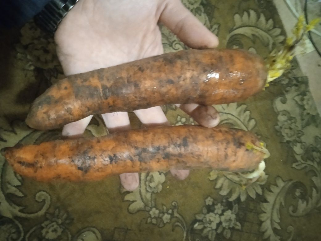 Морква, морковка,