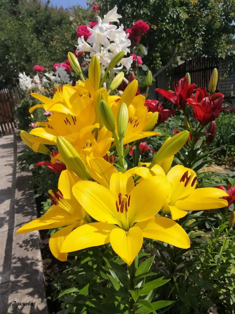 Лілія різні кольори