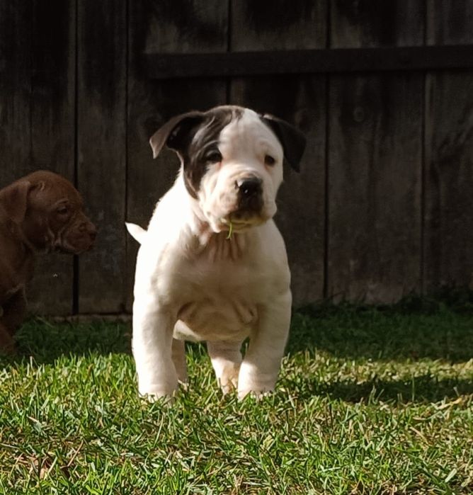 Szczeniaki bandog- cane corso dog argentyński mastino amstaff