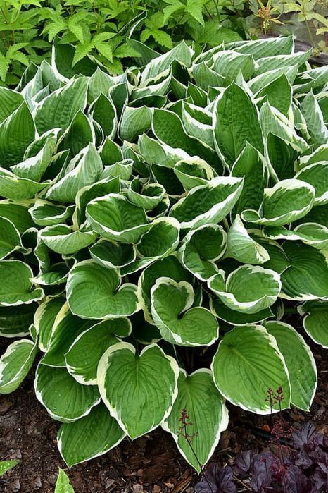 Hosta 'Francee' Funkia C2