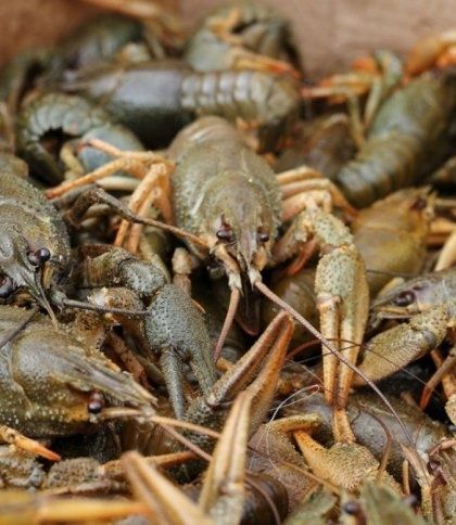 Живі раки роздріб та опт