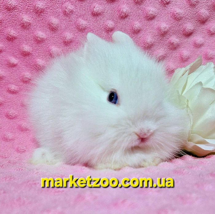 Міні кролик Lionhead біленька дівчинка міні карликовые кролики карлико