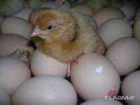 Є в наявності яйце курки Триколор і інщі інкубаційні приладдя