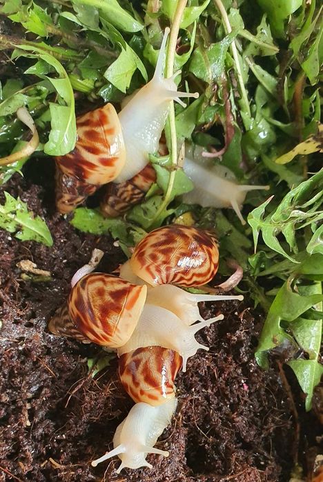 50 грн Ахатина Ретикулята Альбино Ахатіна альбіно Архахатина равлики