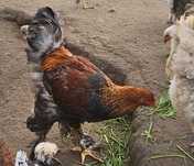 Brahma w umaszczeniu Kolumbia