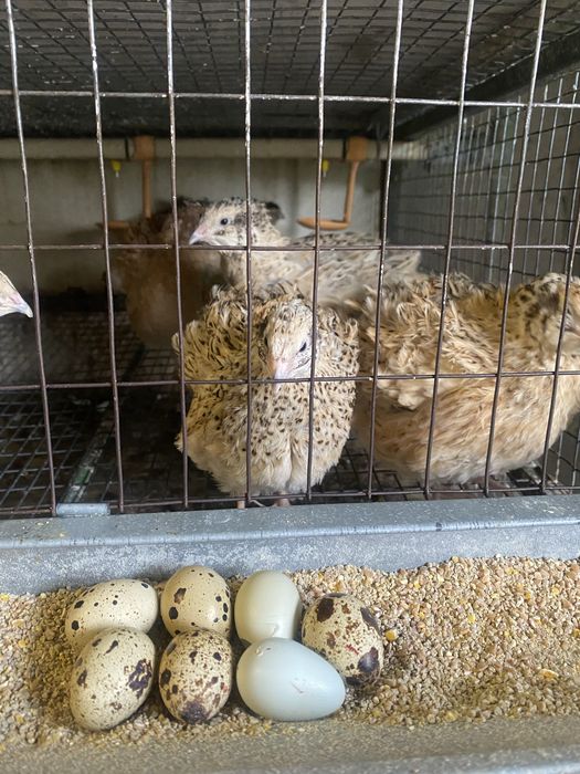 Продам домашні перепелині яйця