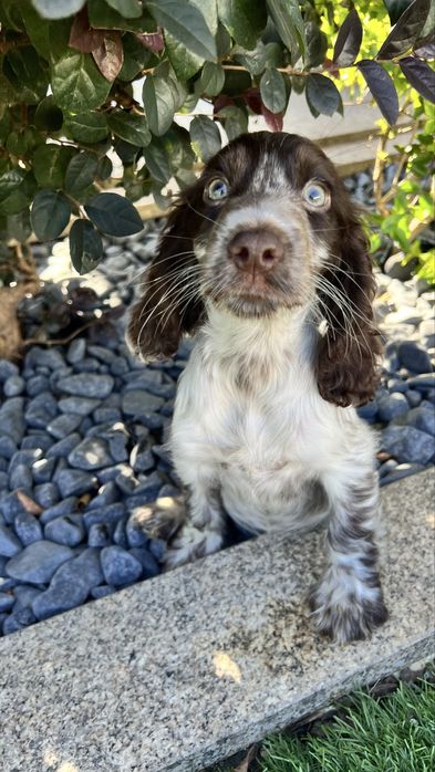 Cocker muito lindaaa