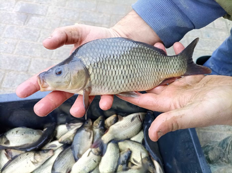 Kroczek karp pelnoluski 3 sztuki na kg , lin amur sandacz węgorz karas