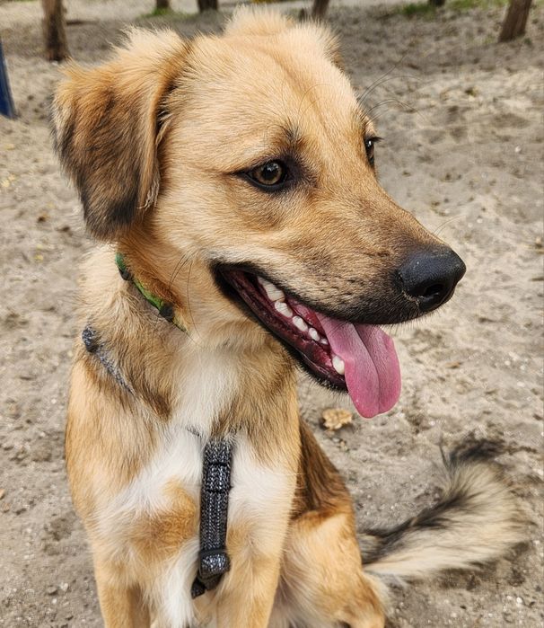 Щенок 10 мес, мальчик, Лео