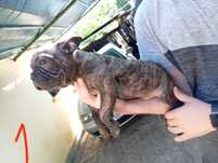 Bulldog frances  espetacular