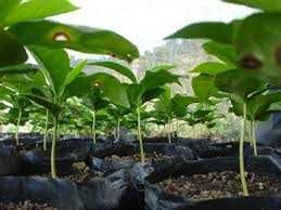 plantinhas  de cafe arabico