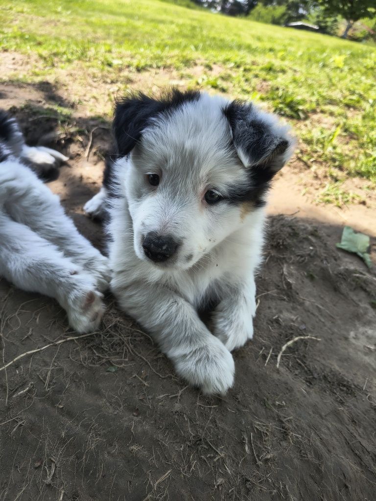 Suczka border collie tri color 2