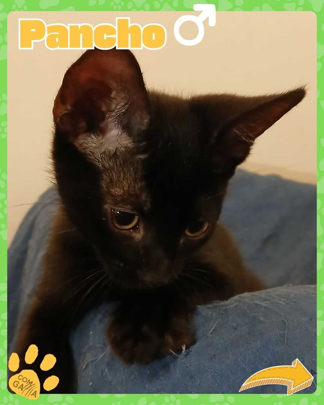 Gatinho para adoção - Pancho