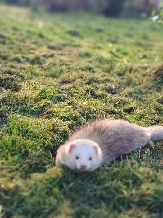 Fretki pół angora  rezerwacje