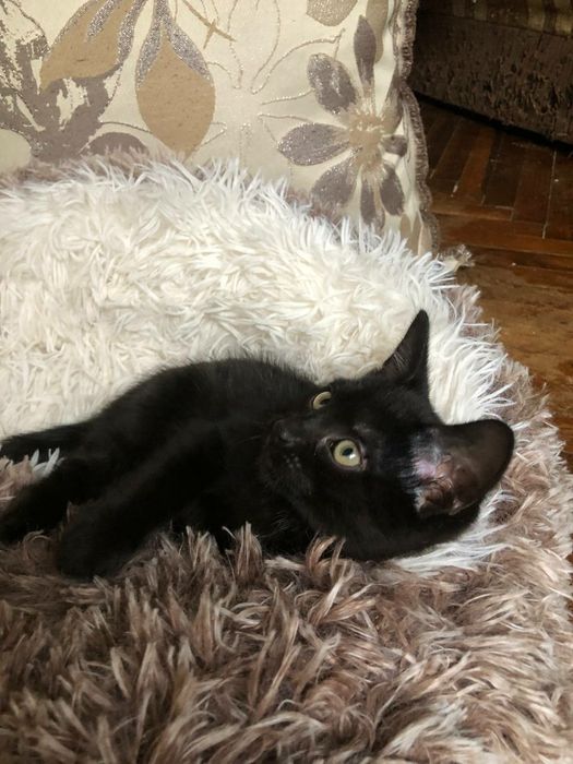 Чудове кошеня, домашній пантерчик,  киця, котик, кошенята