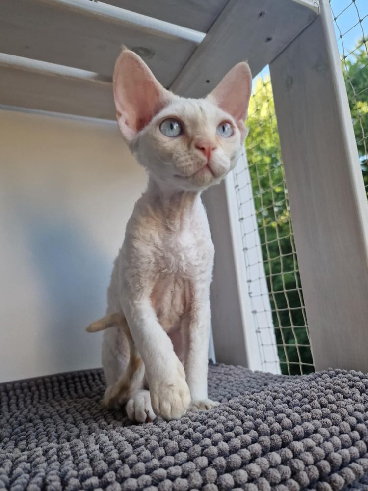 Devon Rex kot kremowy rudy