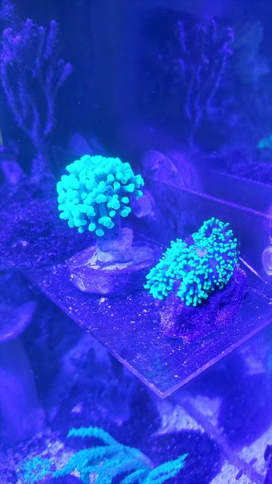 Aquael Leddy Slim DUO 10W - nowa