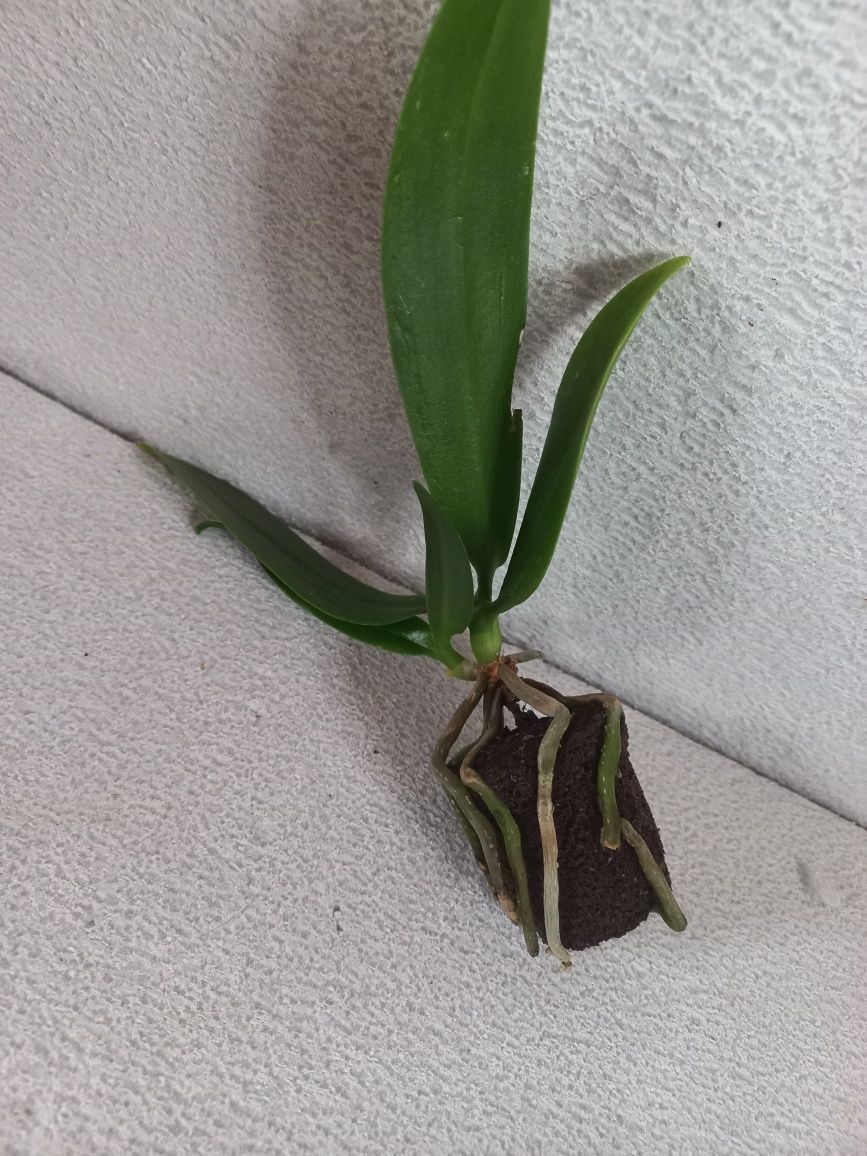 Орхидея  Little Star Замбія воскова ароматна, з діткою