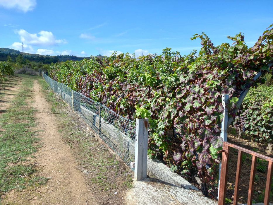 vinha com quase meio hectare