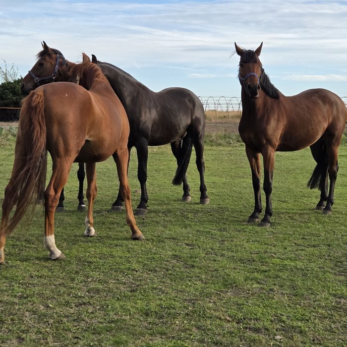 Wałach 3 lata dziadek Comme IL FAUT