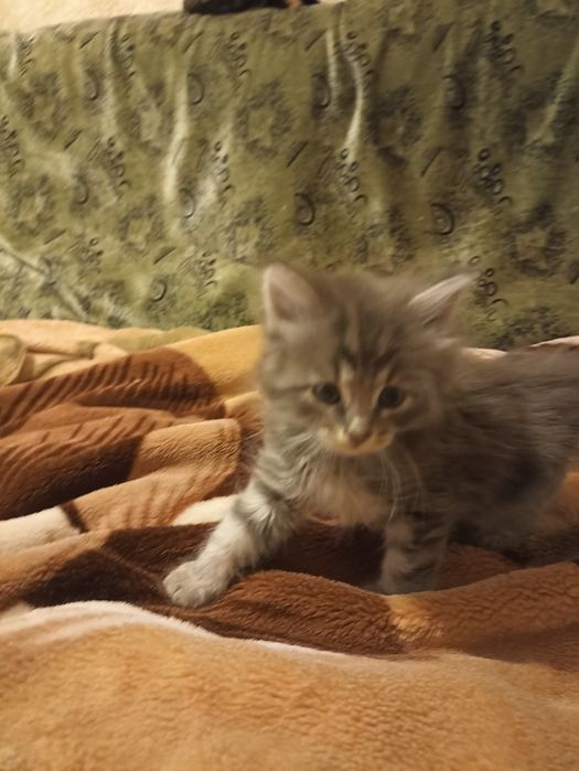 Віддам кошенят в добрі руки