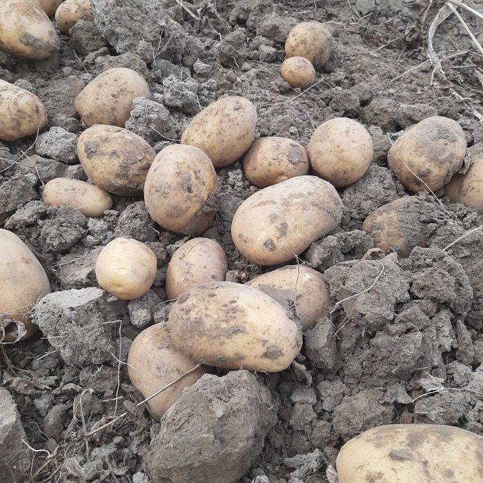 Ziemniaki kartofle queen anna, jelly, anuschka, bernina