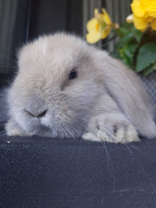 Króliki baranek miniaturka karzełek mini lop