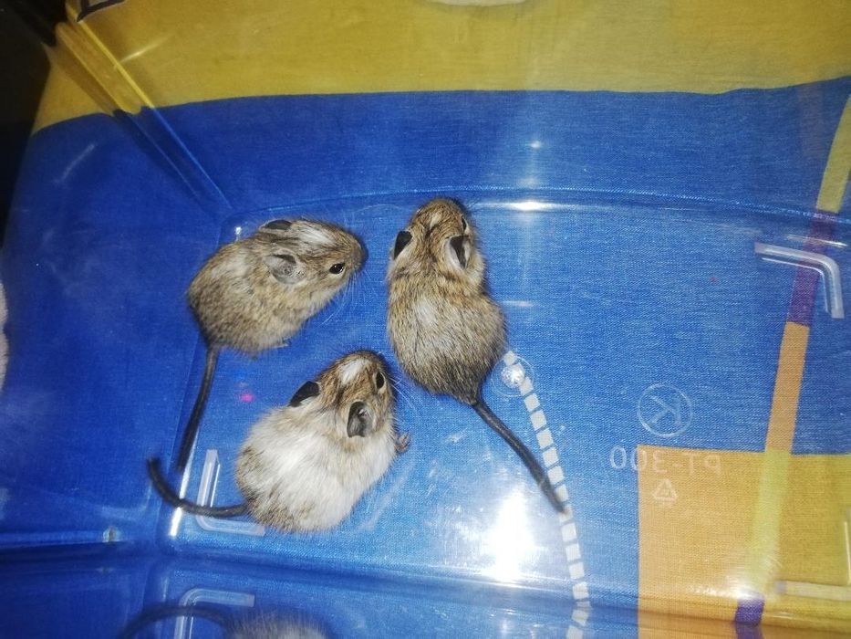 Грызуны травоядные