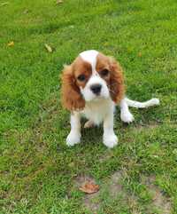 Cavalier King Charles Spaniel, śliczny piesek