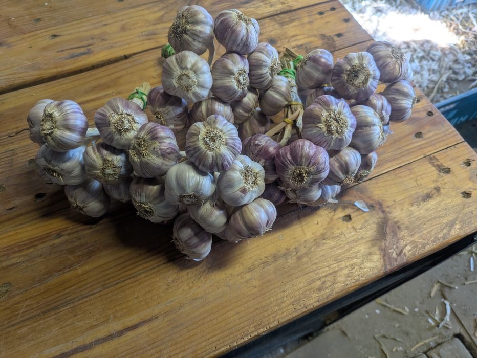 Czosnek Harnaś pęczki 80 szt