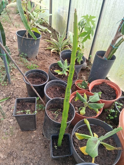 Rubi red planta pitaya