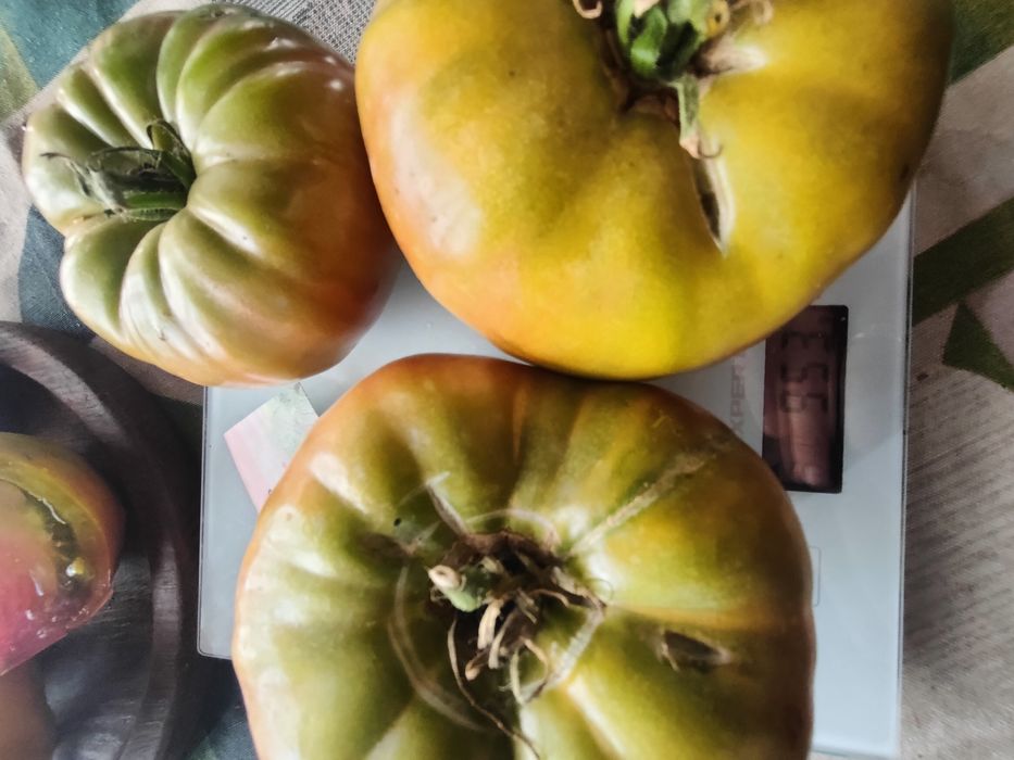 Набір колекційного насіння томатів " Калейдоскоп"