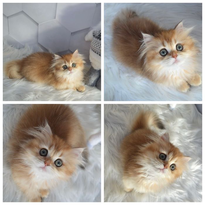 Британская золотая шиншилла котята