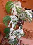 BIAŁA Monstera Variegata - cięte pojedyncze pędy z rośliny matecznej