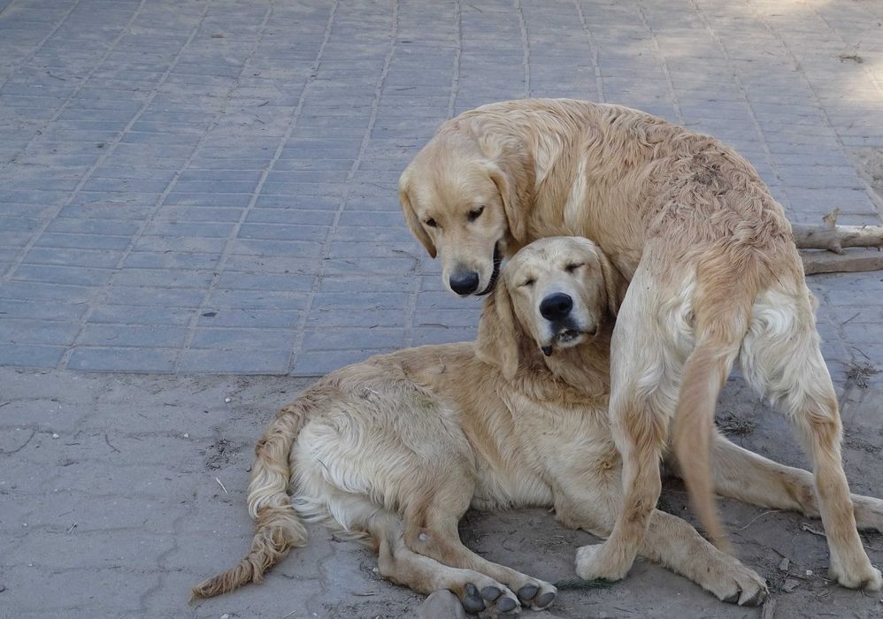 Golden retriever