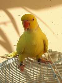 Птенцы кольчатого попугая солнечного окраса