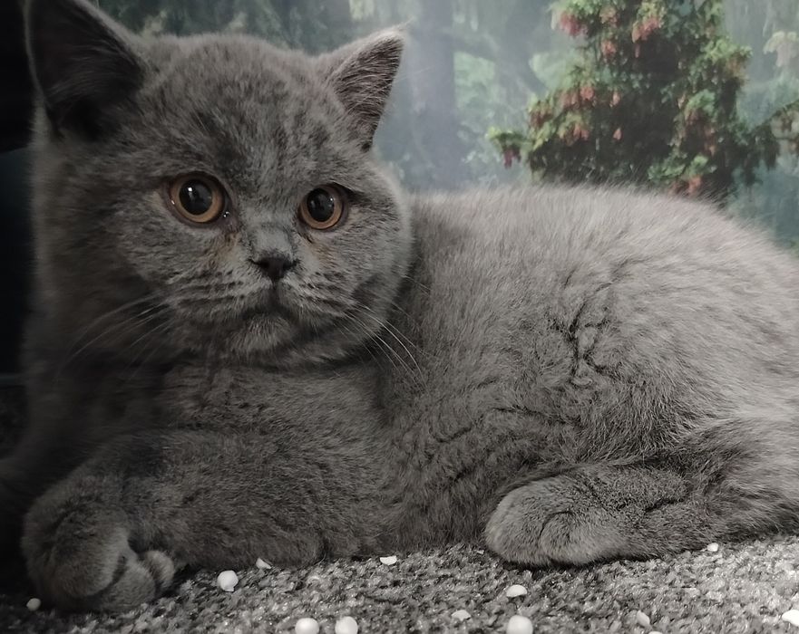 Kot brytyjski, kocurek brytyjski, kociak brytyjski