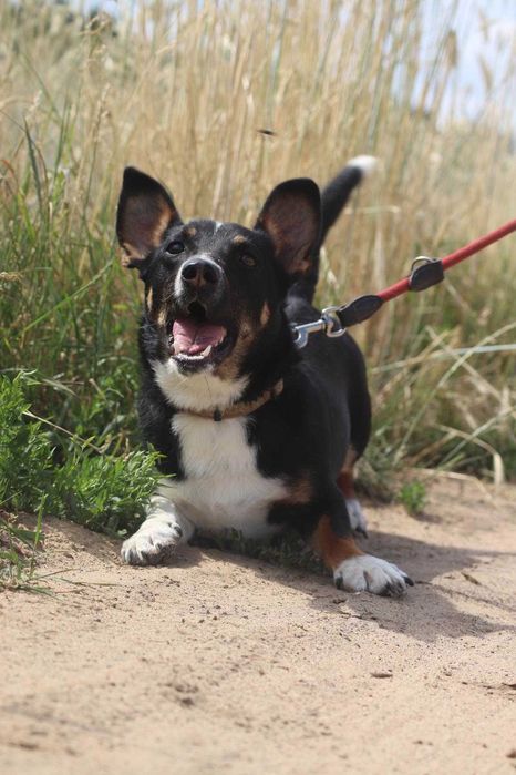 Radar wesoły psiak szuka domu