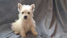 West highland white terrier suczka