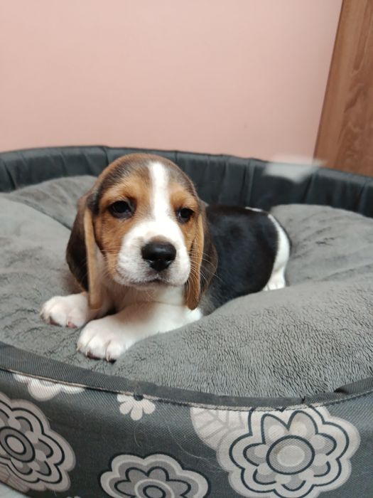Śliczny piesek Beagle