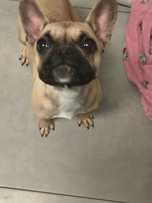 Buldog francuski + paszport