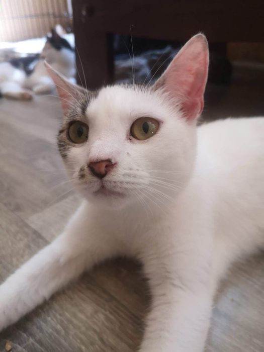 Kociaki do adopcji