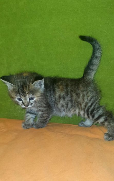 Крохотная полосатая котенок девочка ищет дом! Котята в хорошие руки!