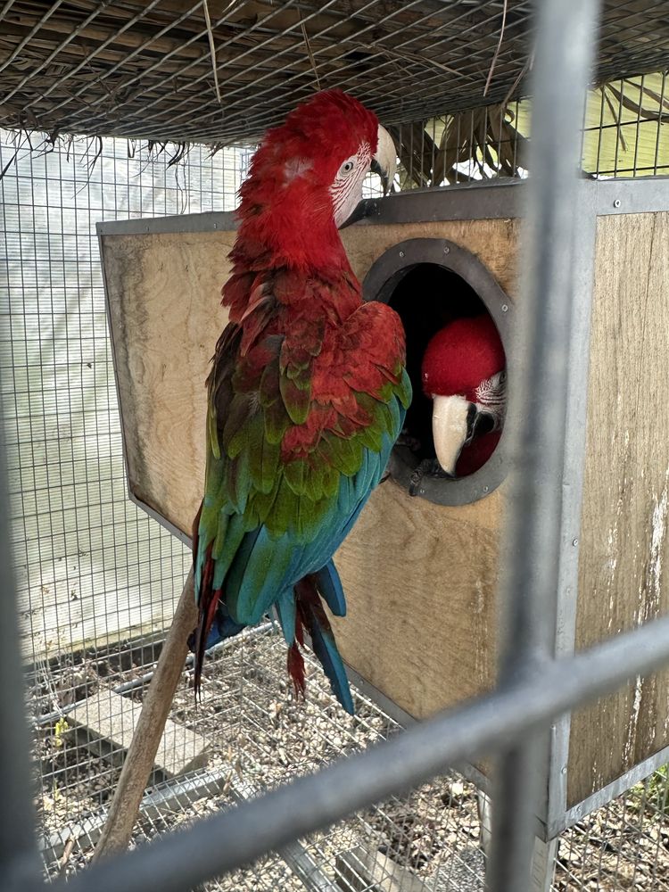 Vendo casal de arara chloroptera